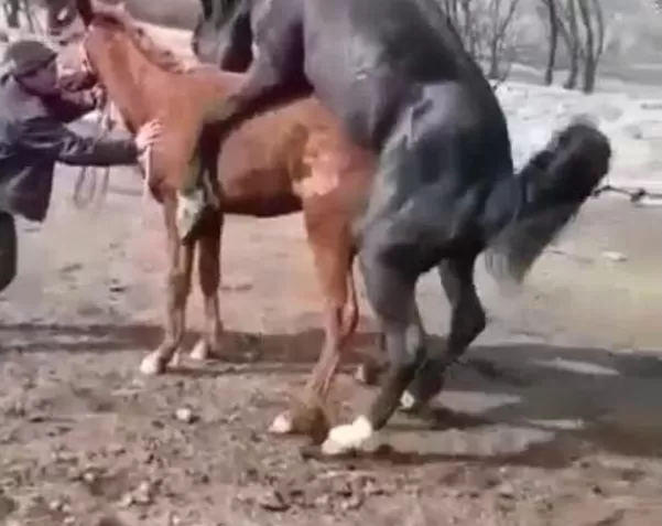 Женщина трахает лошадь в горячем видео