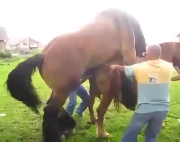 Конь трахает лошадь в порно видео животных